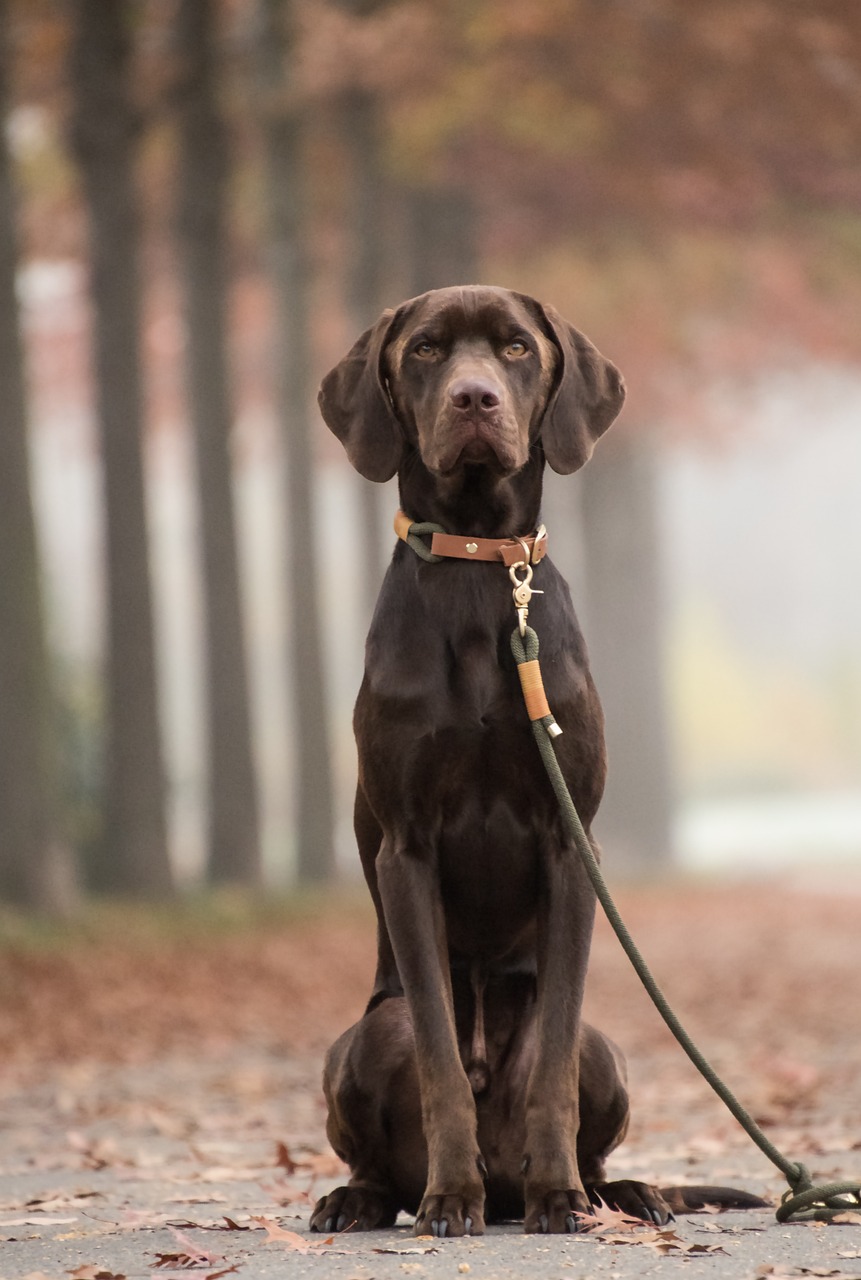 Hund in der Natur — wir sind für dich da